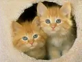 صرخه ألمــ