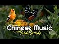 Download Lagu relaksasi musik china pengantar tidur relaksasi insomnia dan terapi suara burung-new age