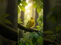 Download Lagu Kecuali kuning suara garing gacor #hewanpeliharaan #birds #kecialkuningjuara