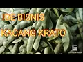 Lagu Ide bisnis dari tanaman kratok yang sangat menguntungkan