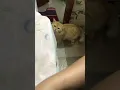 Download Lagu Poor Cat coz the mother was poor too #shorts #contentcreator #catkidcomicclub