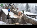 Lagu Idiots With Chainsaws: Tree Cutting Fails \u0026 Tree Falling on Houses Compilation #41