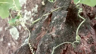 the rhythm of black ants on the branches of life