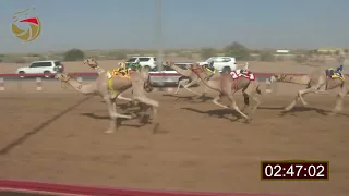 سباق اللقايا لهباب 08 11 2025 ش20 دنقلاوي لـ عبدالله سعيد محمد عايد الكتبي 7 48 