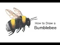 How to Draw a Bumblebee Colored Pencil Tutorial