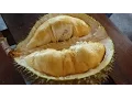 Lagu Balik Pulau, Penang : The Durian Lovers Paradise