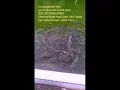 Download Lagu Ikan Sakti yang berada di Sungai Janiah ,