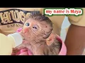 Lagu My name is Maya, a poor injured baby monkey is being treated