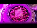King Tut Cannabis Grow