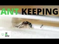 A Beginners Guide To Ant Keeping