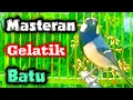 Download Lagu Masteran gelatik batu gacor tembakan rapat durasi 1 jam