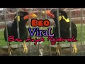 Download Lagu SIARANBURUNG || VIRAL burung beo bisa diajak ngobrol #burungbeo #burungbeogacor #masteranbeo