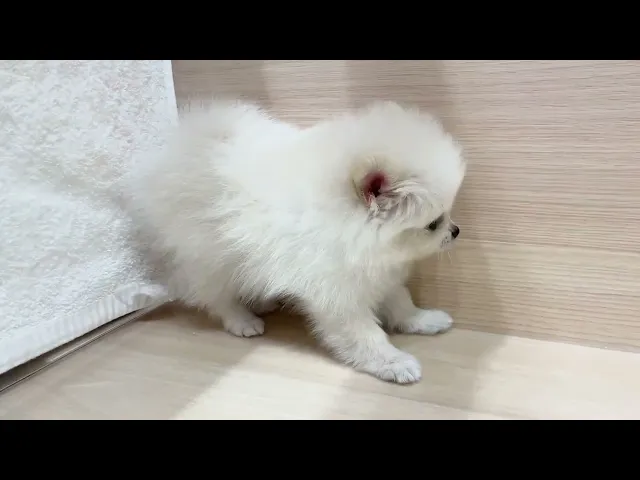 動画