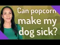 Can popcorn make my dog sick