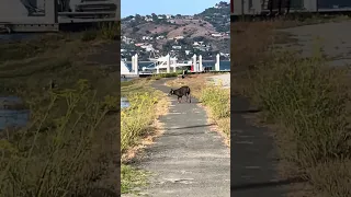 Doberman off for a run .. #fyp #dream #youtube #pets #doberman