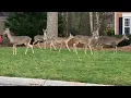 Deer population explosion creates concerns in Peachtree Corners