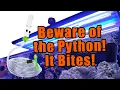Tank Series - Get yourself a Python for your Tank especially freshwater
