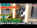 Lagu Awas Tertipu❗Cara Membedakan Kapas Tembak Dengan Cucak Jenggot Sumatera,Pemula Wajib Tahu