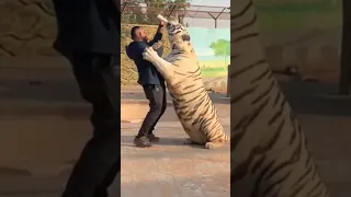 النمر الابيض العملاق يهاجم المدرب من اجل مصاصة حليب مقاطع ابو يمن 