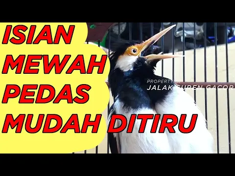 Download MP3 Jalak Suren Full Isian MEWAH PEDAS Untuk Pancingan dan Masteran Jalak Kurang Gacor Agar Cepat Gacor