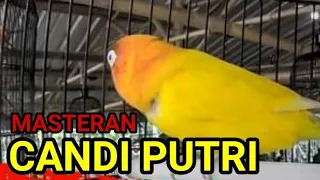  live masteran panjang seperti candi putri tanpa putus