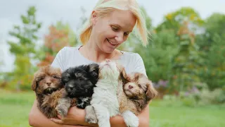 H is for Havanese