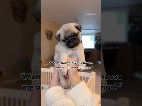 I truly believe Mosy was meant to be mine 🥹💜 #pug #dog #puppy
