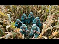 Download Lagu 【Full Movie】日軍人數碾壓八路，將其必入絕境，不料他們藏着高手直接反打 ⚔️ 抗日 MMA | Kung Fu 🔥
