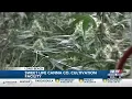 Sweet Life Canna Co Long Beach grow facility now stocked in 135 Mississippi dispensaries