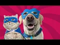 Fearless Felines Dynamic Doggos