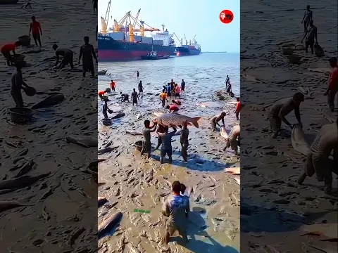 🌊 কিয়ামতের আলামত কি শুরু হলো? এক রাতেই আর্জেন্টিনার সাগর শুকিয়ে গেল! 😱