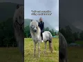 Download Lagu “Let’s not normalise riding small horses..” #horse #icelandichorse #horseriding #horses #equestrian