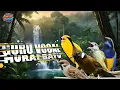 Download Lagu MASTERAN MURAI BATU - Guru Vocal Roll Tembakan Panjang 🔥