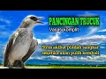 Download Lagu Suara Burung Trucuk Variasi Komplit Untuk Pancingan Trucukan Stres Akibat Pindah Sangkar