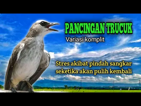 Download MP3 Suara Burung Trucuk Variasi Komplit Untuk Pancingan Trucukan Stres Akibat Pindah Sangkar