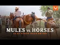 Mules vs Horses Clay Newcomb Visits Dale Brisby