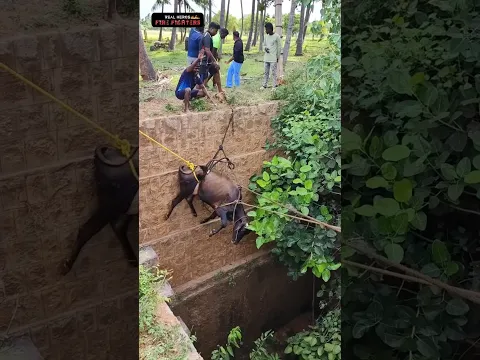 2 உழவு இயந்திரம் ; 30 பேர் சேர்ந்தும் மேலே இழுக்க முடியாமல்
