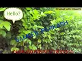 Download Lagu Ninde hi ud gai hai