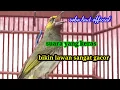 Download Lagu Rengganis/cucak wilis gacor full crewet suara merdu dan keras