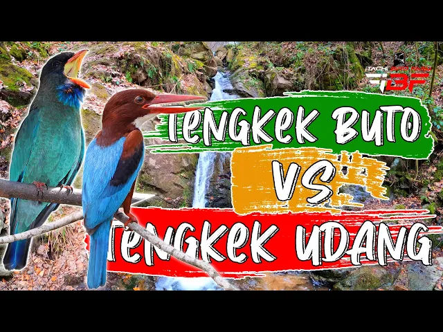 Download MP3 MASTERAN MURAI BATU KASARAN TENGKEK BUTO GACOR VS TENGKEK UDANG GACOR