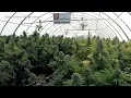 A look inside Jim Belushi s 93-acre cannabis farm in Southern Oregon