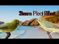 Download Lagu SUARA PLECI BETINA RIBUT