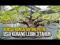 Download Lagu Bonsai-bonsai Anting Putri Usia Tiga Tahunan