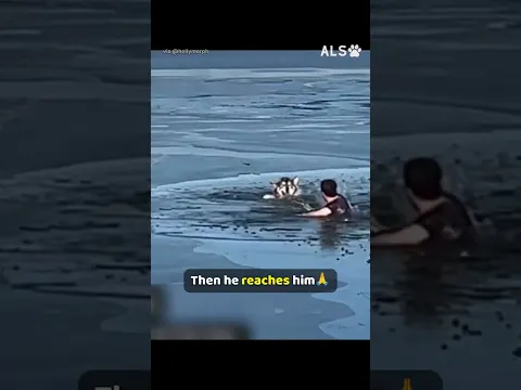 He swims out through breaking ice for a dog that is not his 🐶❤️  #DogRescue #IceRescue