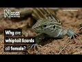 Why are whiptail lizards all female Surprising Science