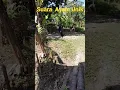 Download Lagu AYAM KAMPUNG SUARA UNIK