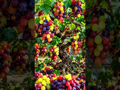 Easy and fast method to grow and propagate grape trees #grape #garden #plant