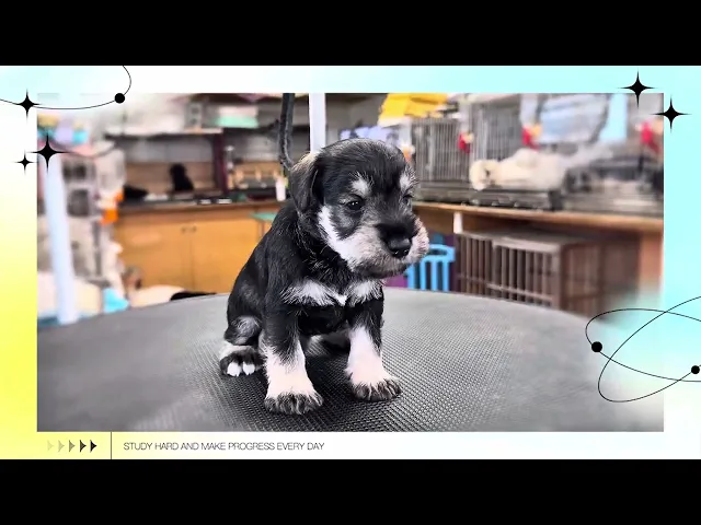 動画