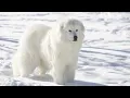 How to Take Care of a Great Pyrenees How long do Great Pyrenees live Do Great Pyrenees shed a lot