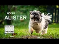 Adopt Alister - Black and White Shih Tzu Rescued by Animal Saints Rescue Society